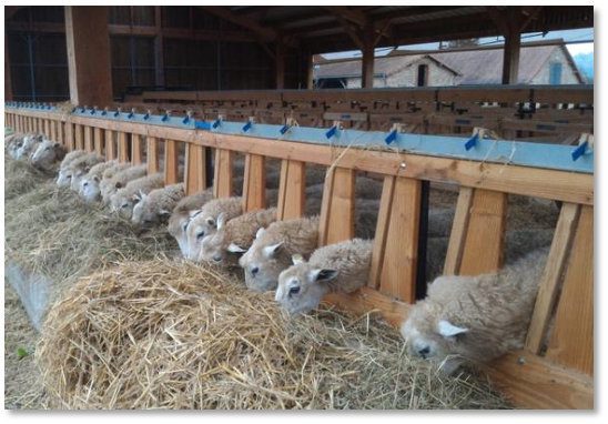 Le Mourier - France - Sm@RT Platform Innovative Farm - Sheep Image