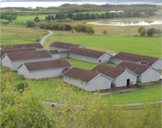 Tjotta_meat_sheep_Norwegian_digifarm