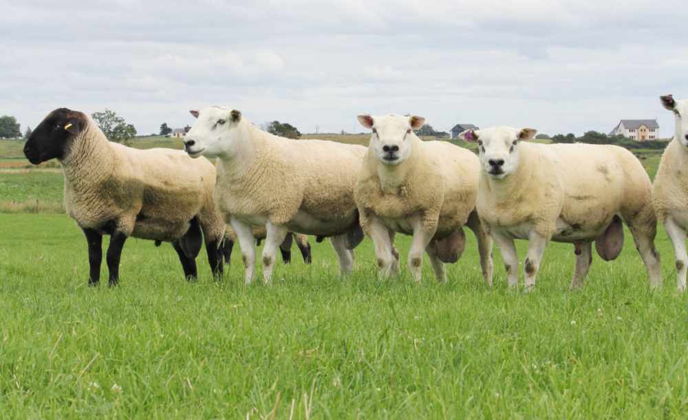 Fearn Farm Sm@RT Platform - Sheep Image 2