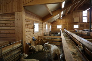 Meat sheep farm Eivind S. Mjøen, Oppdal