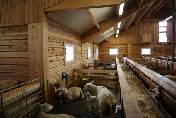 Meat sheep farm Eivind S. Mjøen, Oppdal